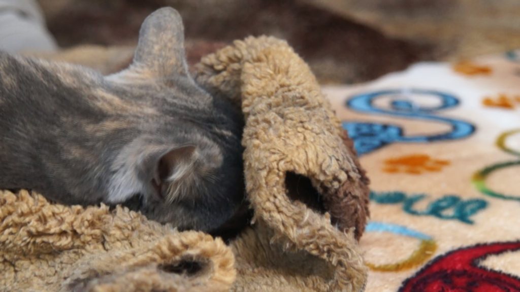 Une chatte, se prénommant Ciccic, est en train de dormir sur son doudou Pattacrête, création de Gerogia