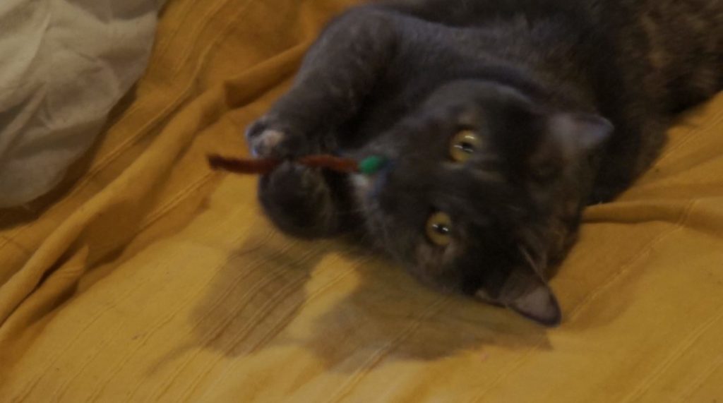 Ciccic, chat jouant avec un Vermi'son vue 1 - création de Gerogia