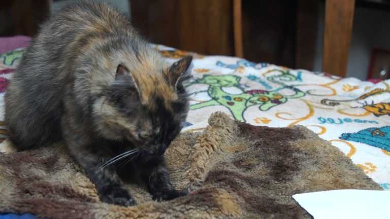 Loulette, une chatte, sur son doudou Pattacrêpe création de Gerogia