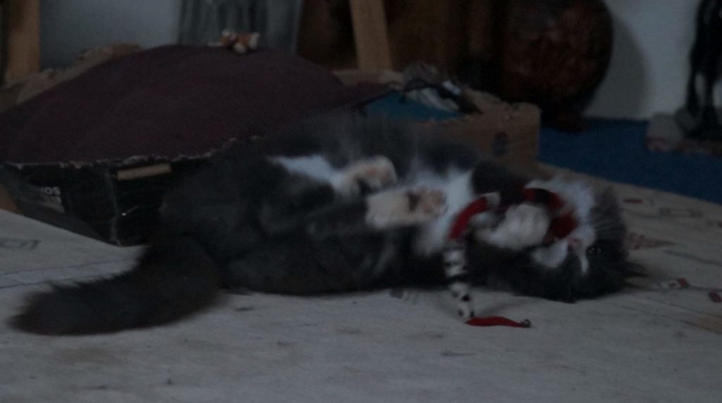 Phéliz, un chat, en train de jouer avec un Serpento, vue 4, jouet créé par Georgia