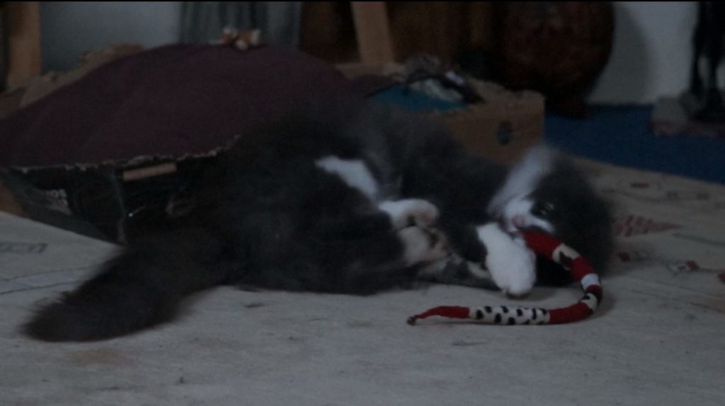 Phéliz, un chat, en train de jouer avec un Serpento, vue 3, jouet créé par Georgia