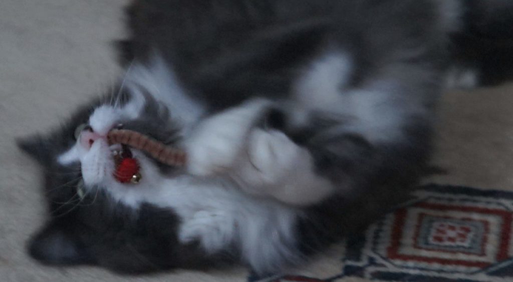 Phéliz, le chat, jouant avec un Vermi'son vue 3 - création de Gerogia