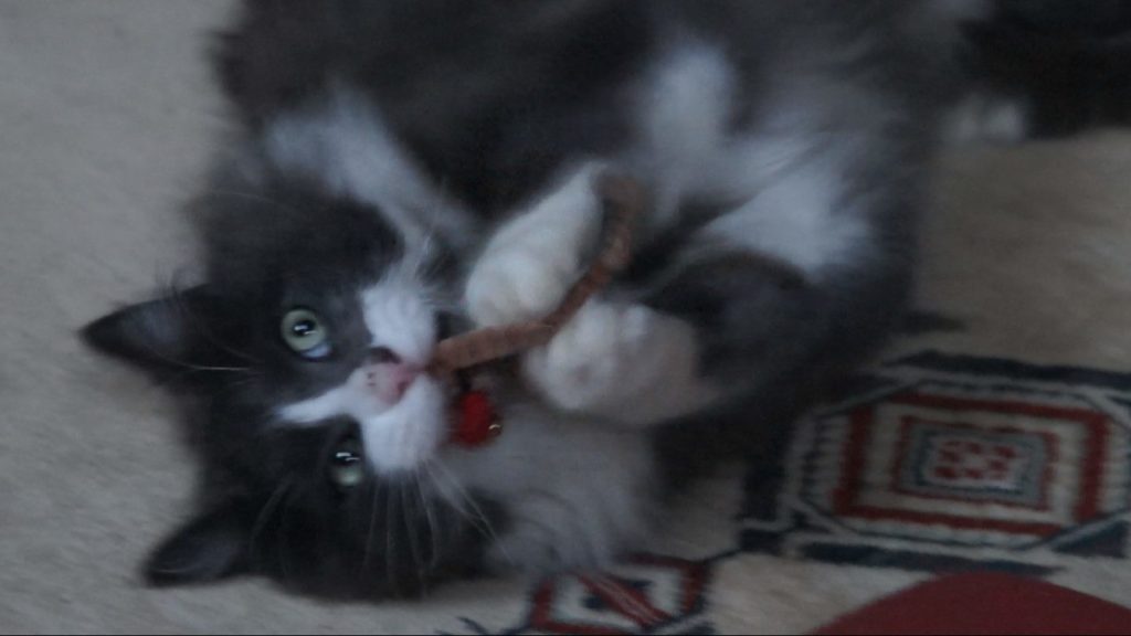 Phéliz, le chat, jouant avec un Vermi'son vue 2 - création de Gerogia