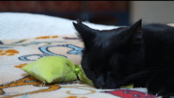 Une chatte se prénommant Wapi est en train de dormir sur un "Petit Coussin", une création de Gerogia