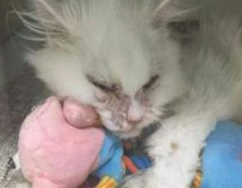 photo d'un chat en train de mourir qui se raccroche à son doudou