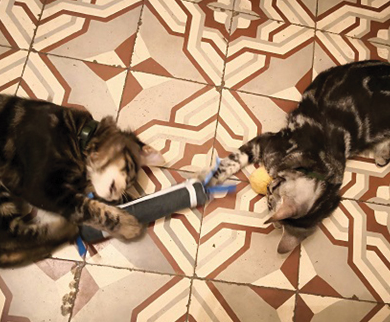 Deux chatons jouant avec Bâtoncadeau, créé par Georgia