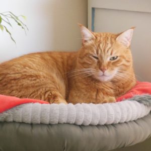 Toutdoux-Dou créé pour Tipi chat européen