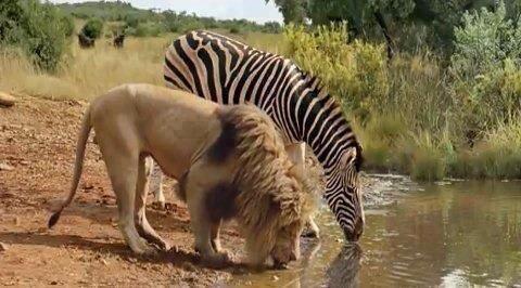 Zèbre et Lion côte à côte en train de boire, moment improbable entre un prédateur et sa proie