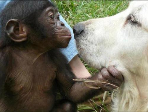 Instant de tendresse entre un petit chimpanzé et un labrador