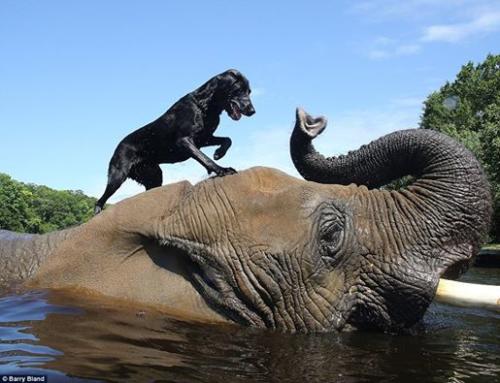 moment de complicité entre un chien et un éléphant