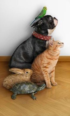 Chat, chien, Lapin, tortue et perruche posant ensemble devant l'objectif
